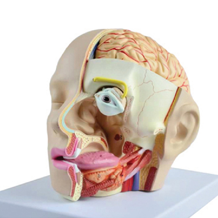 해부학 인체 감각기관 구조 모형(분리 조립식)