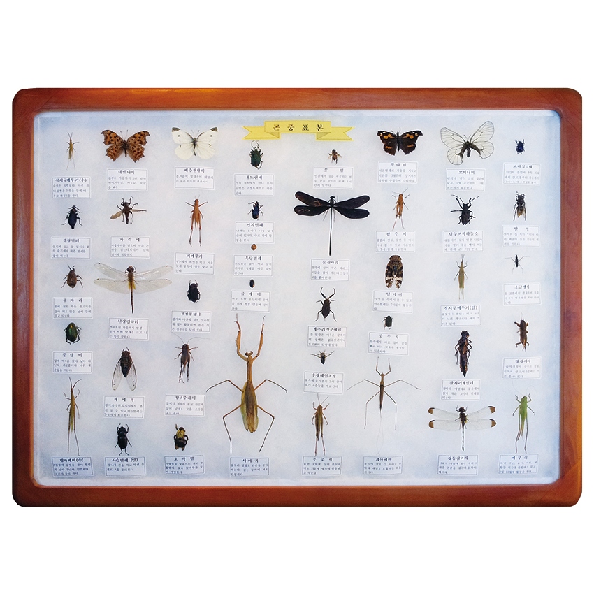 여러가지 곤충박제 실물 표본(40종)62x45cm곤충표본