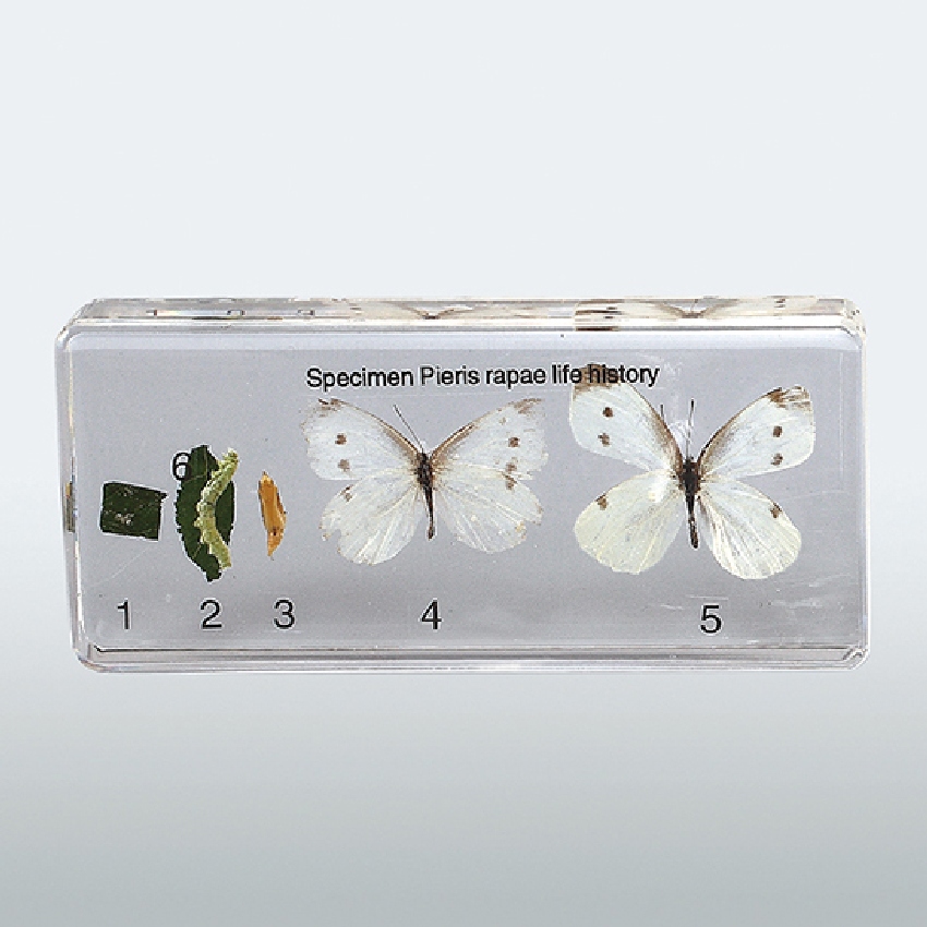 배추흰나비 성장과정 표본(6종1조)나비 아크릴표본
