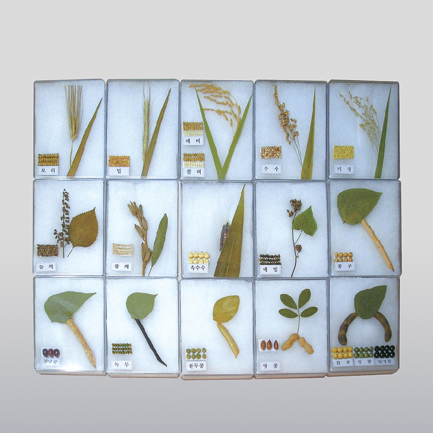 15종 곡물 아크릴 표본(16x12cm 15개1조)교육전시