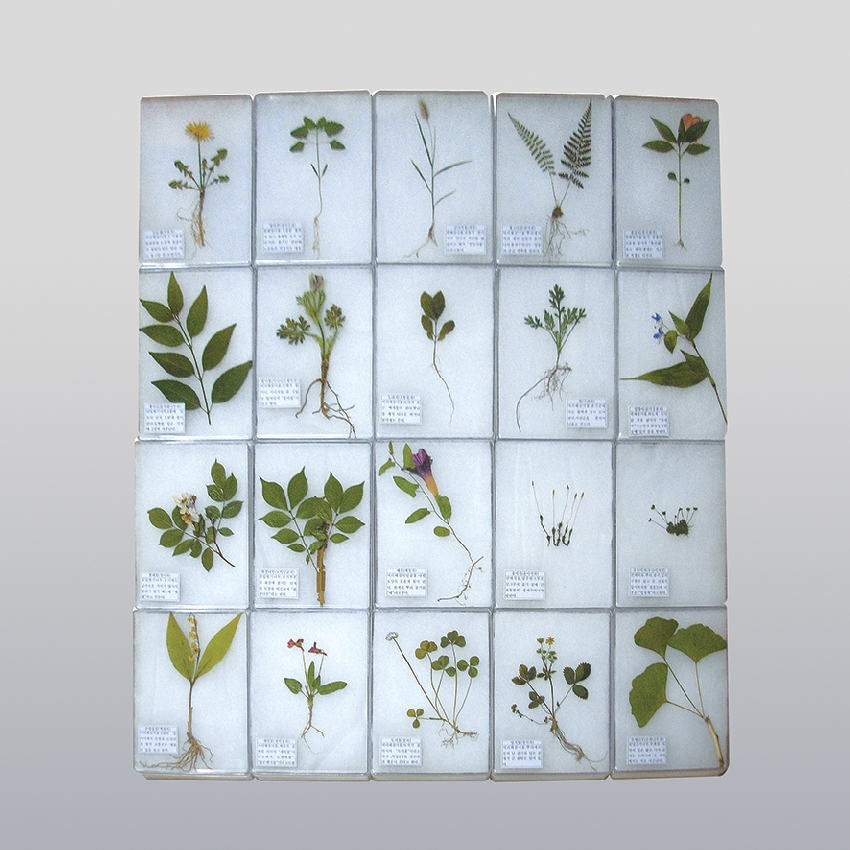 20종 식물 아크릴 표본(16x12cm 15개1조)교육전시