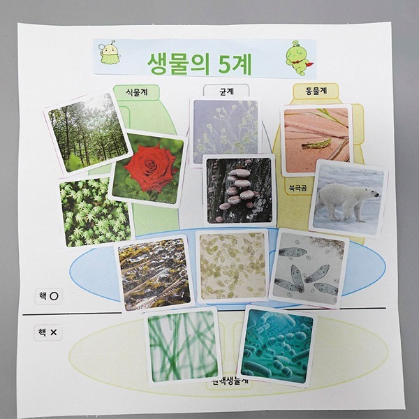 생물의 5계 분류하기(12종 생물카드)1인세트.학습물