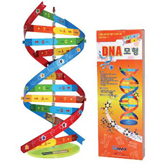 유전자의 비밀 DNA 모형 만들기 17x17x40cm